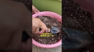 How to grow romaine lettuce seedlings lettuce growing gardening plantingtips growingtips [upl. by Eudo]