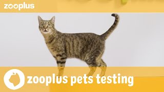 Amun  zooplus pets testing Royal Canin Adult Sterilised [upl. by Atinauq]