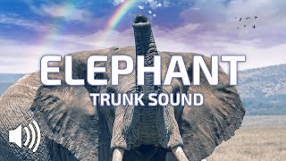 🐘 Hear the Majestic Elephant BlowingTrumpeting Trunk Sound with Our Animal Sound Effects HD [upl. by Sallee]