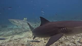 Giant bull sharks  Yasawa Islands Fiji [upl. by Annovad563]