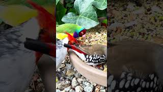 Diamond firetail finch bird aviary [upl. by Osei]