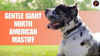 North American Mastiff  Everything You Need To Know About This Mastiff [upl. by Cristal435]