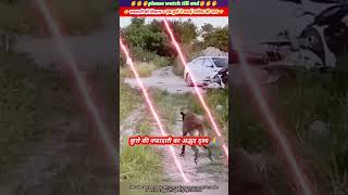 वफादारी की मिसाल एक कुत्ते ने बचाई मालिक की जान 🥹🙏 animal animals dog [upl. by Scot]