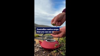 Cook more sustainably with Australian native crops [upl. by Diannne]