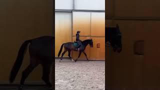 Nie najgorzej pasuje ta piosenka do tego filmiku music horse dlaciebie equestrian [upl. by Dole761]