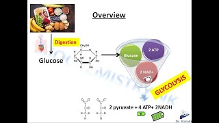 Glycolysis pathway made easy steps enzymatic regulation and energy yield [upl. by Benedetta]