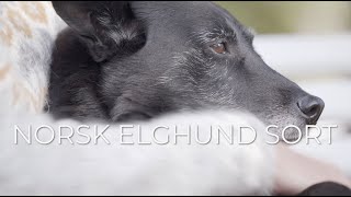 Norske hunderaser Norsk elghund sort [upl. by Best]