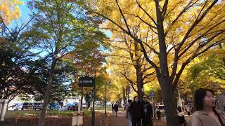 Hokkaido university street in autumn  北海道大学秋の様子【4K60fps】 [upl. by Adrell]