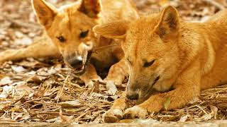 Exploring the Wild World of Dingoes in Australia [upl. by Llerrehc]