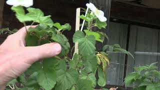 Rubus Benenden used in Breeding [upl. by Cleodal338]