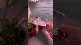 How to Save An Overwatered ChristmasThanksgiving Cactus shorts gardening christmascactus [upl. by Mallin]