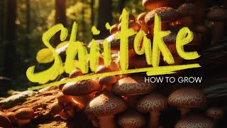 How To Grow Shiitake Mushrooms On Logs  How Im Growing Shiitake In Brazil [upl. by Alaster]