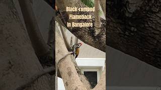 Blackrumped Flameback near our apartment Bangalore always surprises with beauty birds trending [upl. by Nilek690]