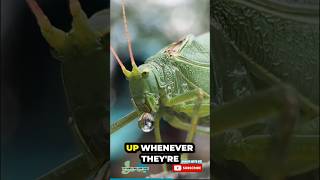 👀 Katydid Defense 🤮 bugfact katydid leafbug funfact factsforkids youtubeforkids educational [upl. by Ennaej]