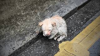 A stray dog injured on the highway trembled helplessly by the roadside awaiting death [upl. by Nodrog]