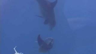 Mating Bottlenose Dolphins Belize  Ocean Animals  Creature Feature [upl. by Launce]