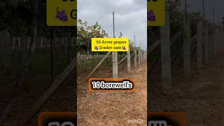 50 Acres grapes🍇 graden sale  10 borewells [upl. by Lattie]