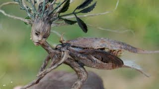 5 Real Fairies Caught on Camera [upl. by Ydorb]