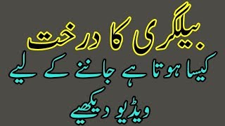 Belgiri ka darakht dekhiyeبیلگری کا درخت دیکھیے [upl. by Hodosh232]