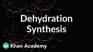 Dehydration synthesis or a condensation reaction  Biology  Khan Academy [upl. by Zared315]