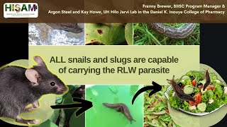 Navigating Rat Lungworm Disease Insights Risks and Solutions [upl. by Patricia]