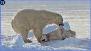 5 Unbelievable Polar Bear Attacks Caught On Camera [upl. by Jojo]