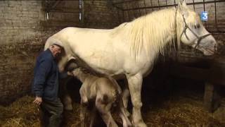 Emile 89 ans et une passion toujours dévorante pour les chevaux Boulonnais [upl. by Gipson745]