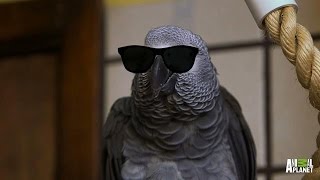 Meet Santos The Rapping Potty Mouth Parrot [upl. by Ykciv]