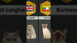 Cat Breeds From Different Countries [upl. by Berkin]