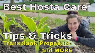 How to Care for Hosta  Hosta Transplant  Hosta Propagate  Hosta Fertilizer  Hosta Watering [upl. by Sigrid991]