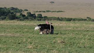 Ostrich Mating Ritual [upl. by Chandos39]