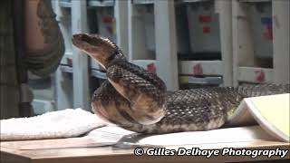 Venom Extraction Cottonmouth or Water Moccasin Snake [upl. by Lovato]