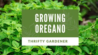 How to Grow Oregano  Herb Gardening  Wild Marjoram [upl. by Rogers237]