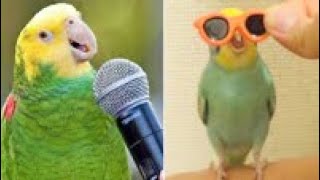 Smart And Funny Parrots Parrot Talking Videos Compilation 2024  Cute Birds 19 [upl. by Urias]