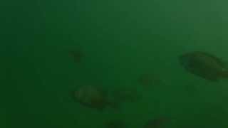 Fishiding Habitat underwater video after one week in lake full of fish [upl. by Giovanna]