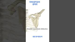 어깨의 완벽한 조화 쇄골 견갑골 상완골이 만드는 유연한 움직임 [upl. by Cocks]