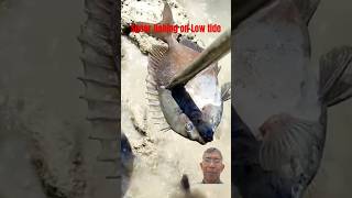 Spear Fishing on Low tide DIY spears [upl. by Yesmar86]