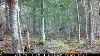 bobcat warned off by deer [upl. by Aleck]