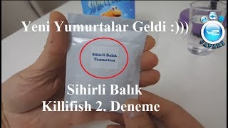 Sihirli Balık Killifish Kiti 2Deneme [upl. by Inatsed]