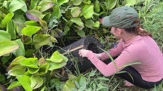 Amazing Fish Trap Technique With Survival Skills [upl. by Aicenev928]