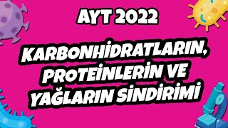 Karbonhidratların Proteinlerin ve Yağların Sindirimi  AYT Biyoloji 2022 hedefekoş [upl. by Edrock]