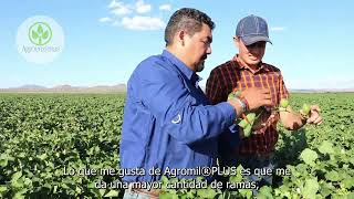 Historia de Éxito Agromil®PLUS ReactMAX en el cultivo de Algodón en el estado de Chihuahua México [upl. by Pollyanna]