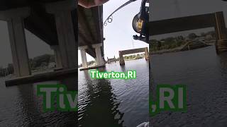 Scup fishing in Tiverton RI [upl. by Nyraf]