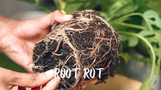 Root Rot  Symptoms  Causes  Treatment  Prevention [upl. by Christoffer]