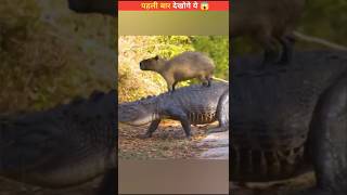 Do Crocodiles Eat Capybaras 😨 shorts [upl. by Nirrad]