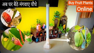 Online Plants Shopping India  अब घर बैठे मंगवाए पौधे  Grafted Fruit Plant Nursery MK Nursery [upl. by Anaila]