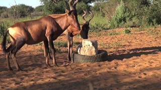 HARTEBEEST BOWHUNTING NAMIBIA [upl. by Publias]