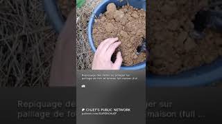 2024 09 17 repiquage des semis au potager s clip [upl. by Metabel151]