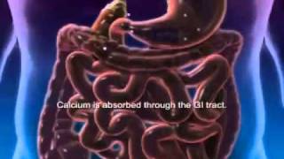 Vitamin D and Calcium Animationmp4 [upl. by Gona]