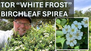 SPIREA  WHITE FROST quotTORquot BIRCHLEAF SPIREA Coto de Caza Spiraea betulifolia not Bridalwreath [upl. by Proudfoot]